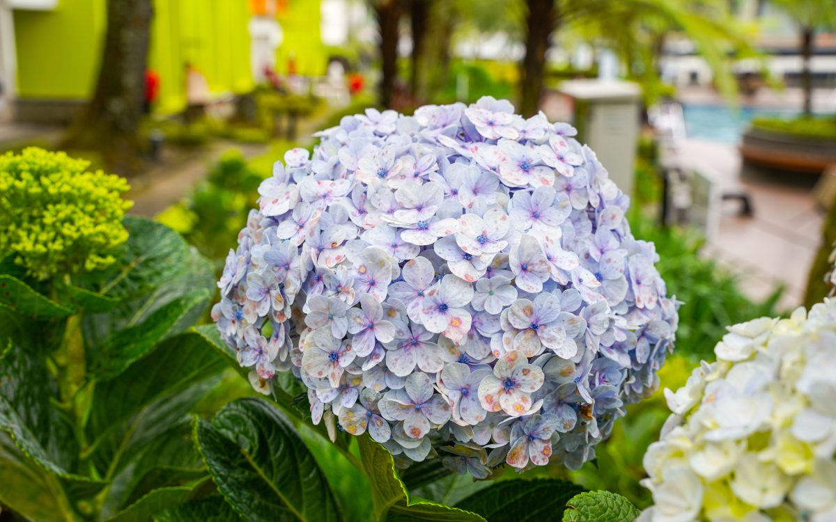 Hortensia snoeien – zo doet u het goed